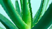 11 Best Aloe Skin-Care Products for 2021 — Editor Reviews | Allure