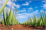 What is Aloe Vera?