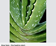 Tooth Gel: Healing Power Of Aloe Vera Proves Beneficial For Teeth And Gums, Too | Family Plus Dental Centers l Best D...