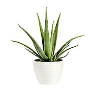 Farm Fresh Aloe Vera Plant Online | Shop for Aloe Vera in Gurgaon & Delhi – True Leaf Farms