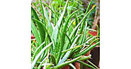 Aloe vera, Kattarvazha, Aloe Vera Plant (Sothu kathazhai, Kalabanda, Ghritkumari) - Buy Online|natureloc