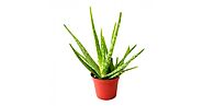 Aloe Vera Plant Buy online at cheap price in India on plantsguru.com