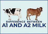 What is the Difference between A1 and A2 Milk? | Desi Cow Milk | Mr.Milk
