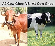 A2 Gir Cow Ghee Vs A1 Cow Ghee - Shreeradhey