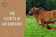 The Secrets of Gir Cow Ghee - Anveshan Farm
