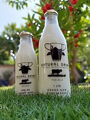 A2 Cow Milk at Rs 60/litre | sardarbag | Junagadh| ID: 22675146262
