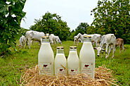 Organic Desi Milk in Chennai| Fresh pure A2 cow milk Chennai