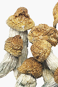 Shop Our Top-Selling Psilocybin Products — Guide to buy mushrooms online in Canada