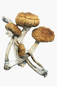 Advantages of buying magic mushrooms online in Canada : ext_5899705 — LiveJournal