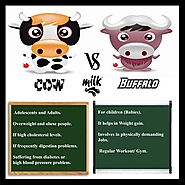 COW’S MILK VS BUFFALO’S MILK – WHICH ONE TO CHOOSE? | Cow’s milk, Digestion problems, High cholesterol levels