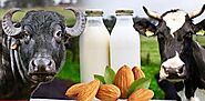 Cow milk, buffalo milk or almond milk, know which milk is best for you