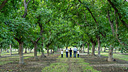 A Spotlight On National Walnut Day - California Walnuts India