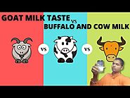 Goat Milk Taste | bakri ke doodh ka swaad | Goat Milk Vs Cow milk Vs buffalo milk