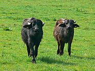 Buffalo meat - Wikipedia