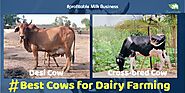 Best Cows for Dairy Farming India – Noteworthy Cross-bred Cows