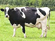 Dairy Cow Farming Business Guide For Beginners