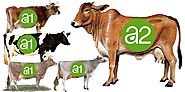 a1 vs a2 cows milk benefits side effects - Desi CowPedia.In