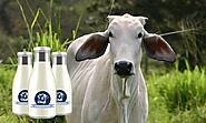 Website at https://www.happynature.in/a2-cow-milk-desi-cow-milk/https://www.happynature.in/a2-cow-milk-desi-cow-milk/