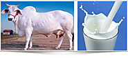 A2 Milk, Packaging Type: Bottle, for Home Purpose, Rs 90 /kilogram | ID: 19675087791