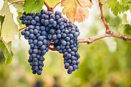 Romantic Grape Pinot Noir Wine - Bottle Barn