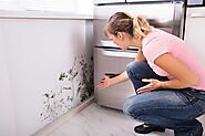 Signs Your Home Has Mold Contamination | My Decorative