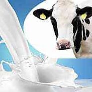 Cow Milk in Pune | Fresh Cow Milk, Cow Milk Dealers & Traders in Pune, Maharashtra