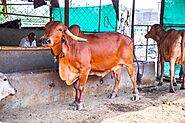 Gir Cow Milk | Fresh Organic Cow Milk Delivery | Service Delhi NCR