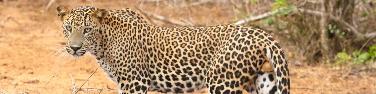 Headline for Top 5 Exotic Wildlife in Sri Lanka