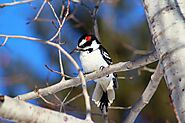 8 Types Of Woodpeckers in Pennsylvania - Devoted To Nature