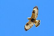 10 Types Of Hawks In Minnesota(With Pictures) - Devoted To Nature