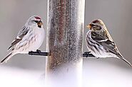 10 Types of Finches Found in Ohio(With Pictures) - Devoted To Nature