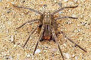 10 Biggest spiders In The World(Pictures And Info) - Devoted To Nature