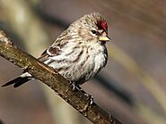 10 Types Of Finches in Colorado(With Pictures) - Devoted To Nature