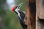 10 Types Of Woodpeckers in Arkansas(With Pictures) - Devoted To Nature