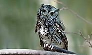 7 Types Of Owls in Florida(Pictures And Info) - Devoted To Nature