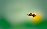 16 Facts About Honeybees(Pictures And Info) - Devoted To Nature