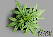 Virginia Medical Marijuana Card Service | MyMmjDoctor