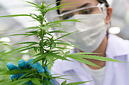 Mymmjdoctor | Medical Marijuana License Virginia