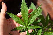Mymmjdoctor - Medical Marijuanas Card Virginia Online