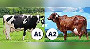 A2 Vs A1 Milk: The world is drinking poison in the name of milk, it’s time to go back to our roots