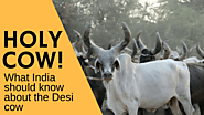 What India should know about Desi Cows, whatever be the political/food preference - Chaaipani