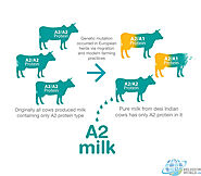 India Awakening to Desi Breeds of Cow : Boost to A2 Milk Consumption Religion World