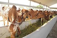 Bansi Gir Gaushala Ahmedabad » Indian Cattle