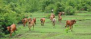 Gaushaktii : Cows Fresh & Organic A2 milk , Desi Cow Milk – Gaushaktii : Cows Fresh & Organic A2 milk , Desi Cow Milk