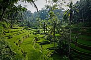 Explore the rice Fields