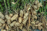 Top Raw Peanut Exporter in India | AgroCrop
