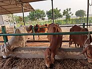 Desi Cow Milk Dairy In Delhi, Pure Cow Ghee Manufacturers Sonipat