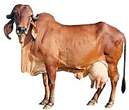 Gir Cow / Gai, Original Desi Cow Breed of Gujarat. Gir Cow Price, Milk Per Day, Benefits of Gir Cow Milk, Ghee & Farm...