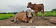Gir Cow Images, Stock Photos & Vectors | Shutterstock