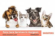 Snouters - Pets Care & Boarding Service in Gurgaon